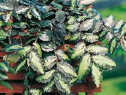 agățat de plante Pellonia, La Sfârșit Pepene Verde De Viță De Vie, Plante de interior fotografie