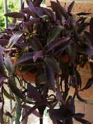ბორდო Purple Heart მოხეტიალე ებრაელი შიდა მცენარეები ფოტო