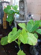 薄緑 タロイモ、ヤウティア 屋内植物 フォト