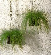 zielony Sitowie (Izolepis, Włosy Trawa) Rośliny domowe zdjęcie