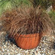 ყავისფერი Carex, ისლი შიდა მცენარეები ფოტო