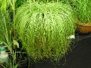 verde deschis Carex, Rogoz Plante de interior fotografie