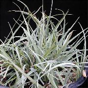 ვერცხლისფერი Carex, ისლი შიდა მცენარეები ფოტო