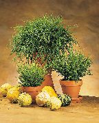 zielony Pogonaterum Rośliny domowe zdjęcie