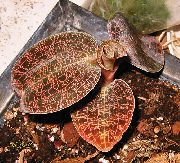 kahverengi Macodes Kapalı bitkiler fotoğraf