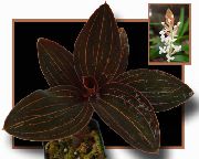 kahverengi Mücevher Orkide Kapalı bitkiler fotoğraf