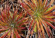 kırmızı Peri Melek Kapalı bitkiler fotoğraf