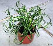 zielony Liriope Rośliny domowe zdjęcie