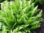 světle-zelená Phyllitis Pokojové rostliny fotografie