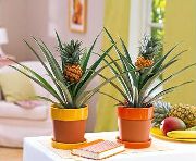 herbaceous plant Pineapple, Indoor plants photo