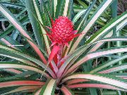 rengârenk Ananas Kapalı bitkiler fotoğraf