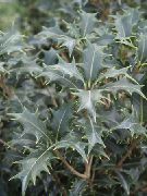 sølvfarvede Te Olive Indendørs planter foto