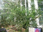 arbust Scara Jacobs, Diavoli Coloana Vertebrală, Plante de interior fotografie