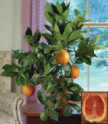 zelena Sladka Pomaranča Sobne Rastline fotografija