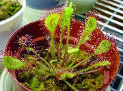 红 圆叶茅膏菜 室内植物 照片