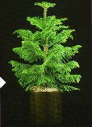 дърво Чили Борова, Стайни растения снимка
