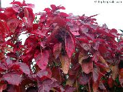 rdeča Ogenj Zmaj Acalypha, Hoja De Cobre, Baker Leaf Sobne Rastline fotografija