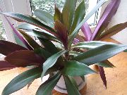 purple Rhoeo Tradescantia Indoor plants photo