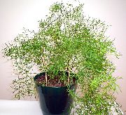le piante rampicante Asparago, Piante da appartamento foto