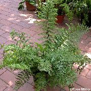 verde Spleenwort Plantas de interior foto