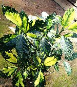 чагарник Аукуба, Домашні рослини фото
