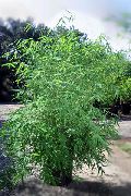 зелений Бамбук Домашні рослини фото