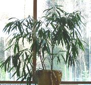zdjęcie zielony Rośliny domowe Bambus