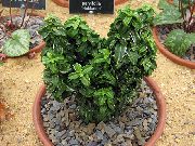 зелений Бересклет (Евонімус) Домашні рослини фото