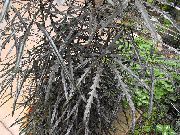 copac Aralia False, Plante de interior fotografie