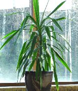 herbaceous plant Dracaena, Indoor plants photo