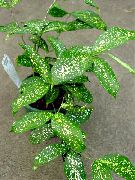 otsu bir bitkidir Altın Tozu Dracaena, Kapalı bitkiler fotoğraf