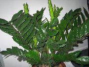 зељаста биљка Дебели, Затворени погони фотографија