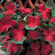 kırmızı Caladium Kapalı bitkiler fotoğraf