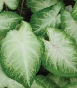 striebristý Caladium Izbové Rastliny fotografie