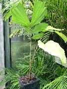verde Fishtail Palm Plantas de interior foto