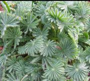 ვერცხლისფერი Oxalis შიდა მცენარეები ფოტო