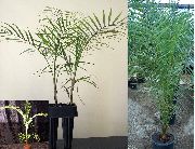 树 椰子树, 室内植物 照片