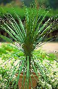      ,  , Cordyline indivisa -  