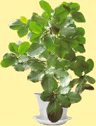 zielony Korinokarpus Rośliny domowe zdjęcie