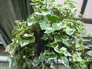 liana Cape Ivy, Natal Ivy, Wax Vine, Indoor plants photo