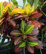 herbaceous plant Croton, Indoor plants photo