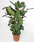 planta herbácea Ctenanthe, Plantas de interior foto