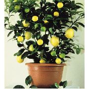 verde escuro Lemon Plantas de interior foto