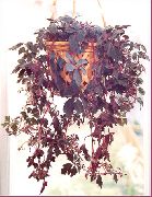 დაკიდებული ქარხანა Mikania Ternata, შიდა მცენარეები ფოტო