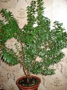 shrub Common myrtle, Indoor plants photo