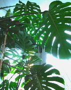 une liane Fendue Philodendron Feuilles, Plantes d'intérieur photo