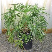 zielony Palm Livistona Rośliny domowe zdjęcie