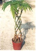 strom Guyana Gaštan, Vodné Gaštan, Izbové Rastliny fotografie
