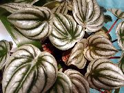 сребро Радиатор Растение, Диня Бегонии, Бебето Фикус  снимка