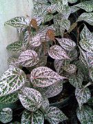 藤本植物 西里伯斯辣椒，花椒瑰丽, 室内植物 照片